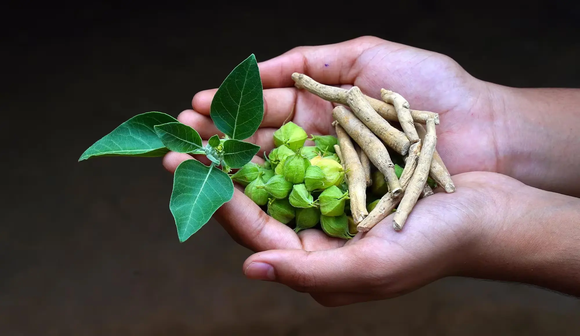 فوائد عشبة الأشواجندا: 7 أسرار لتقليل التوتر وزيادة القوة!