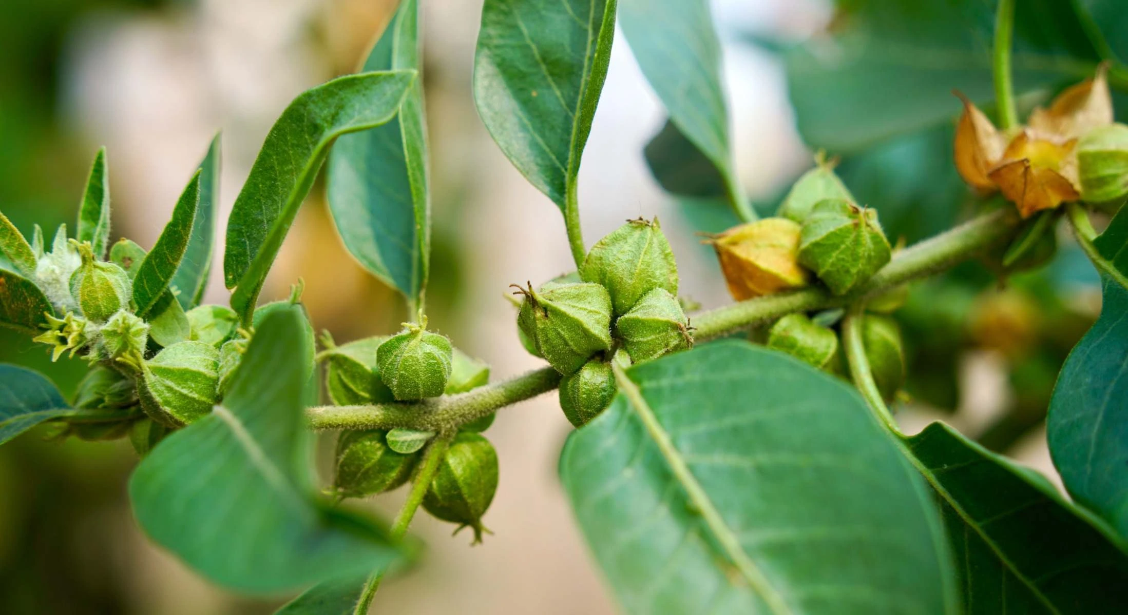 الأشواجندا: السر اللي هيخليك وحش في الجيم ورايق في حياتك